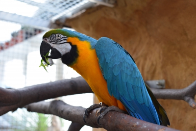 Tropic